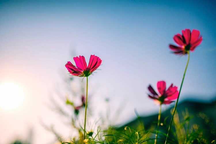 子女是香港身份要怎么辦理放棄繼承父母遺產(chǎn)聲明書(shū)公證