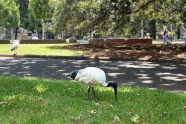 在內(nèi)地讀過(guò)書的臺(tái)灣人怎么辦理中國(guó)無(wú)犯罪記錄證明公證書用于美國(guó)申請(qǐng)簽證呢？