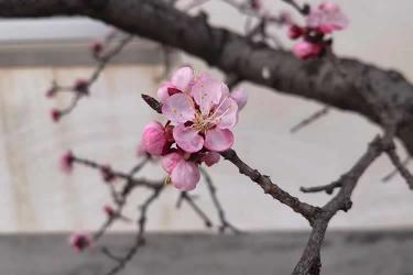 香港居民要申請(qǐng)?jiān)趦?nèi)地從事律師執(zhí)業(yè)怎么辦理經(jīng)內(nèi)地認(rèn)可的公證人公證聲明本人在香港未受刑事處罰呢？