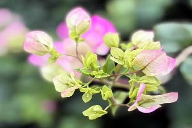 人不在香港怎么線上遠程辦理個人印章樣式公證海牙認證呢？