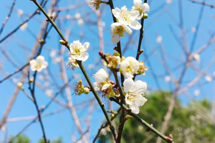內(nèi)地出生的香港人怎么辦理與其媽媽是母女關(guān)系證明公證書用于申請香港公屋加名